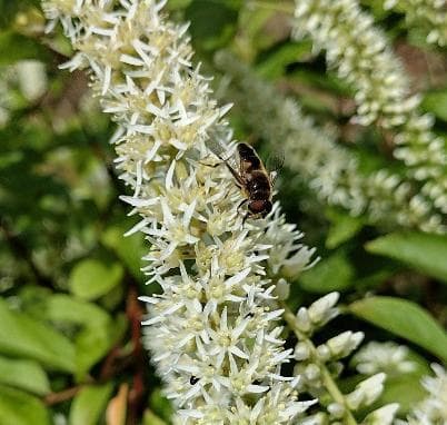 Itea virginica 'Little Henry' ®
