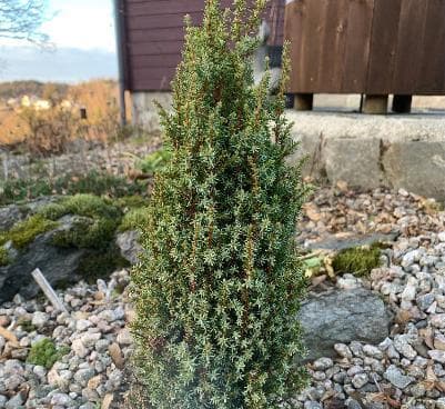 Juniperus communis 'Compressa'