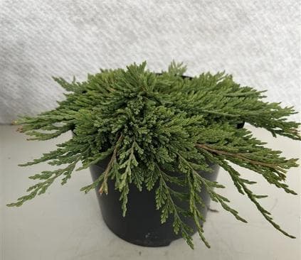 Juniperus horizontalis 'Pancake'