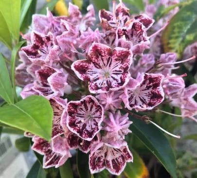 Kalmia latifolia 'Carousel'