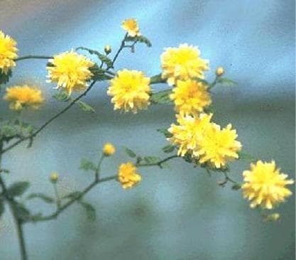 Kerria japonica 'Pleniflora'