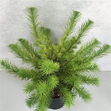Larix kaempferi 'Magic Gold'