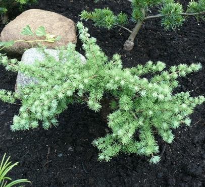 Larix kaempferi 'Peve Tunnis'