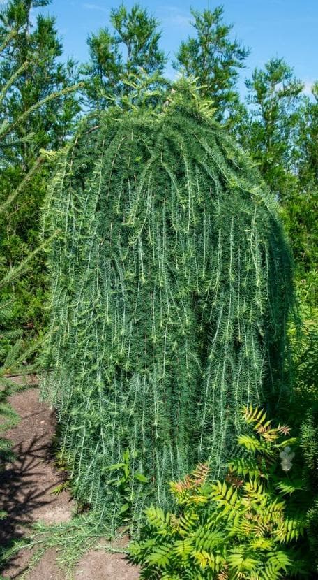 Larix kaempferi 'Stiff Weeper'
