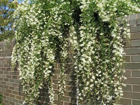 Lespedeza thunbergii 'White Fountain'