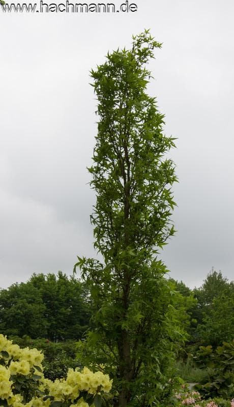 Liquidambar styraciflua 'Slender Silhouette'
