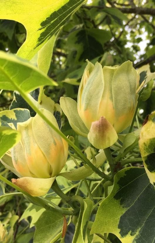 Liriodendron tulipifera 'Aureomarginatum'