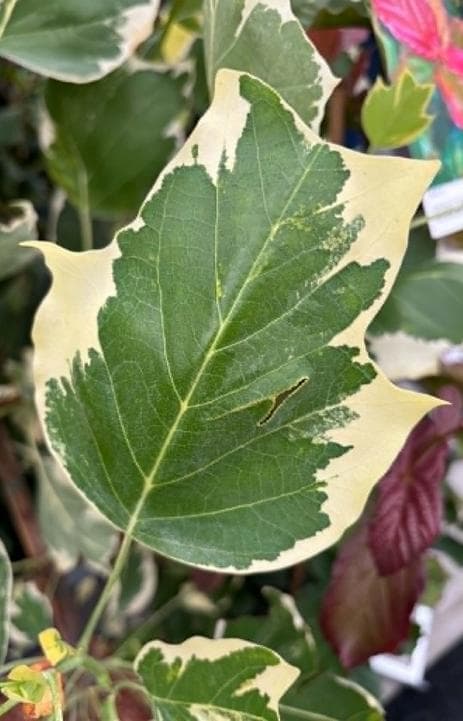 Liriodendron tulipifera 'Snow Bird'