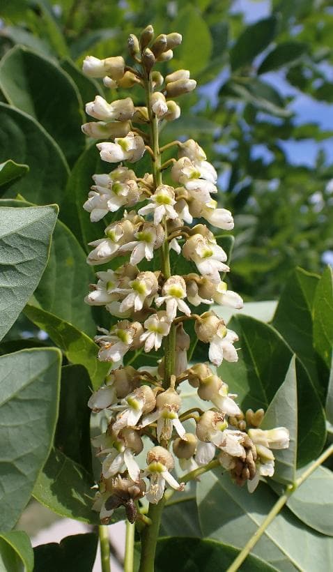 Maackia amurensis