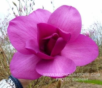 Magnolia 'A.E. Bold'