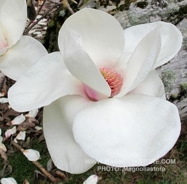 Magnolia 'Ab Fab™️'