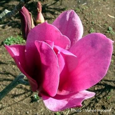 Magnolia 'Amethyst Flame'