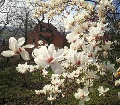 Magnolia 'Angels Landing'
