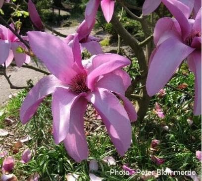 Magnolia 'Apollo'