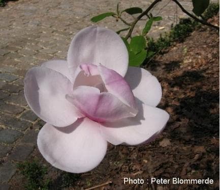 Magnolia 'Atlas'