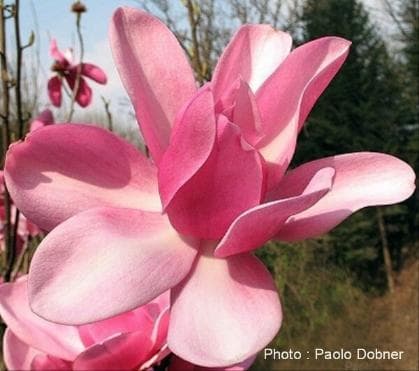 Magnolia 'Aurora'
