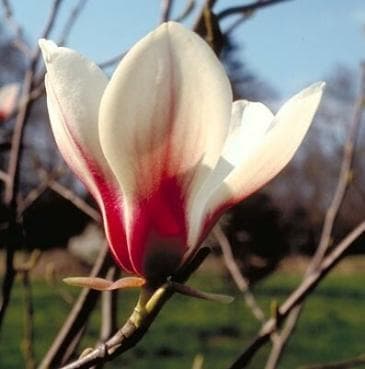 Magnolia 'Bjuv'
