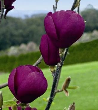 Magnolia 'Black Tulip'®