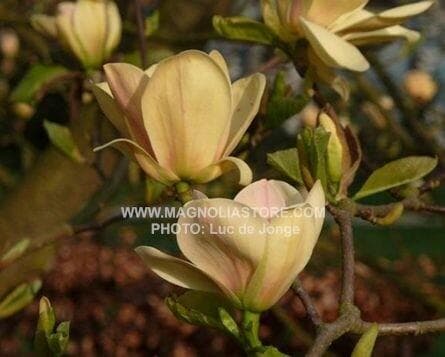 Magnolia 'Butterbowl'