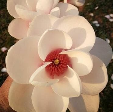 Magnolia 'Cassiopeia'