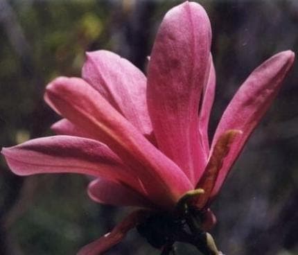 Magnolia 'Coral Lake'
