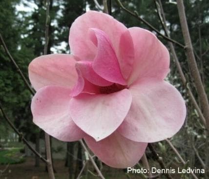 Magnolia 'Cotton Candy'