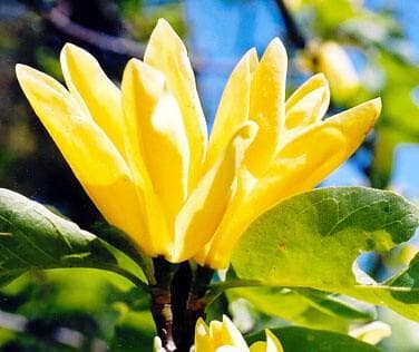 Magnolia 'Daphne'