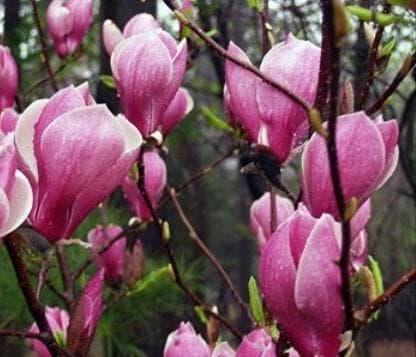 Magnolia 'Dark Shadow'