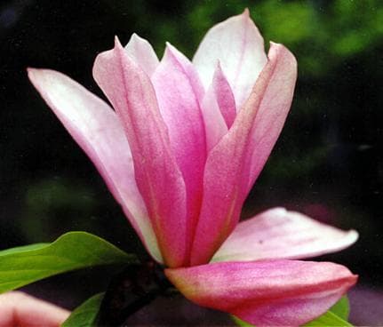 Magnolia 'Daybreak'