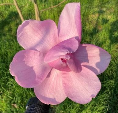 Magnolia 'Dimas Giant'