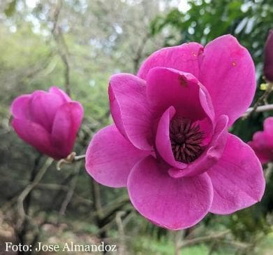 Magnolia 'Emiliana'