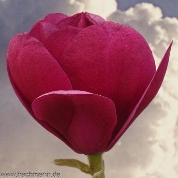 Magnolia 'Emperor' ®
