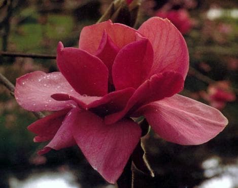Magnolia 'Felix Jury' ®