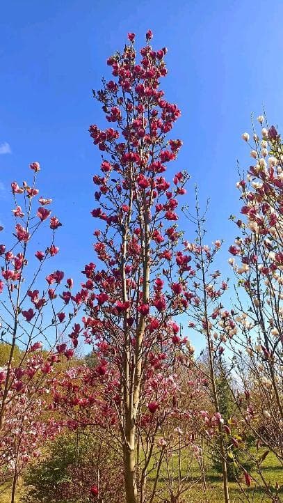 Magnolia 'Flower Tower' ®