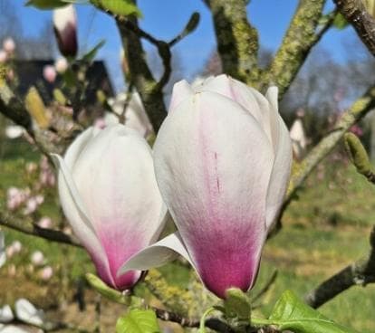 Magnolia 'Helena'