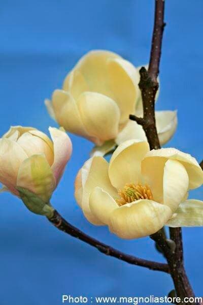 Magnolia 'Honey Tulip' ®