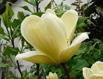 Magnolia 'Lois'