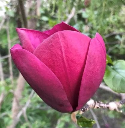 Magnolia 'Olav Kalleberg'