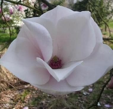 Magnolia 'Paul Cook'