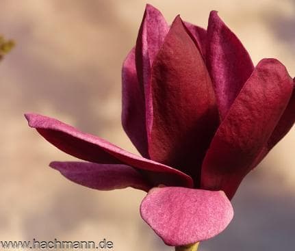 Magnolia 'Red as Red'