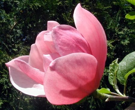 Magnolia 'Rose Marie'
