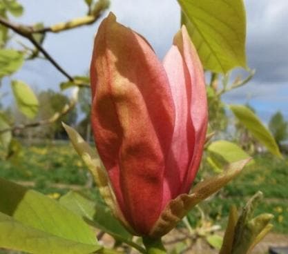 Magnolia 'Savage Splendour'