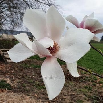 Magnolia 'Siddharta'