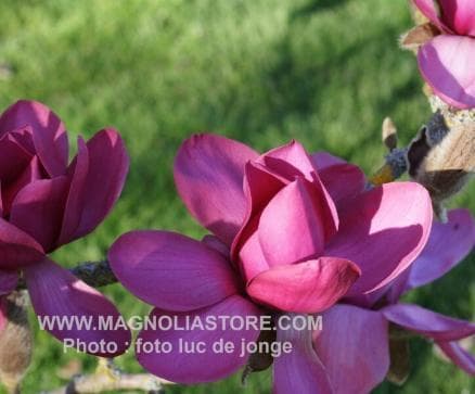 Magnolia 'Strawberry Fields'