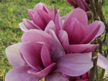 Magnolia 'Summer Lady'