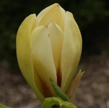 Magnolia 'Suntown'