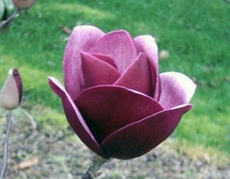 Magnolia 'Sweet Merlot'