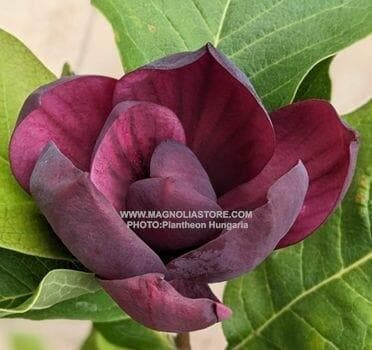 Magnolia 'Szatmar'
