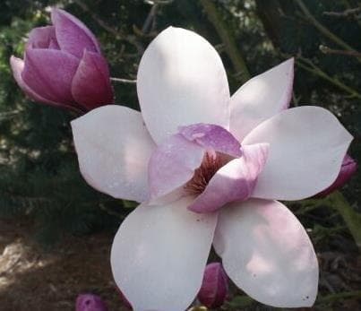 Magnolia 'Tikitere'