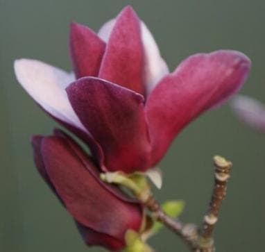 Magnolia 'Tinkerbell'